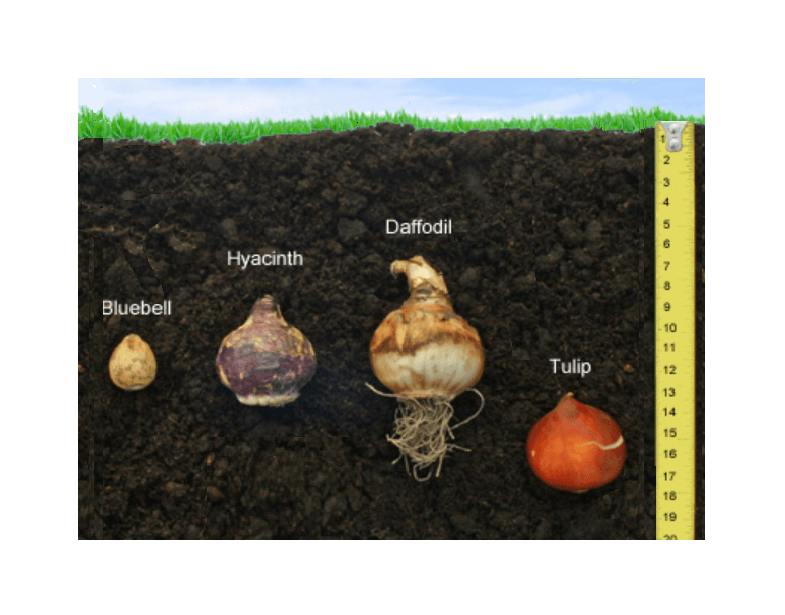 Spring Bulb Planting Guide 2019 Landscaping Design Blog