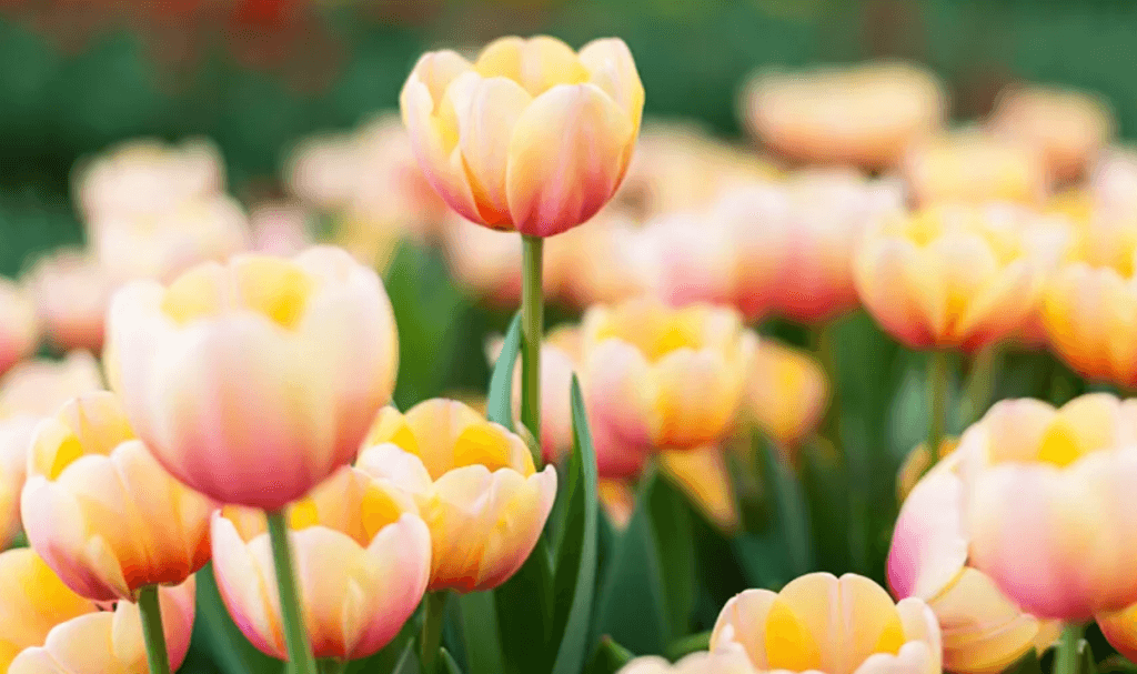 Fertilize Daffodils, Tulips and Flowering Bulbs Landscape & Garden Blog